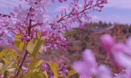 五月丁香视频,探寻花海中的浪漫时光