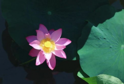 荷花短视频,短视频中的荷花魅力瞬间